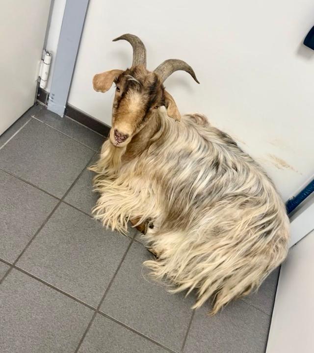 Ziegenbock rastet in Tankstelle