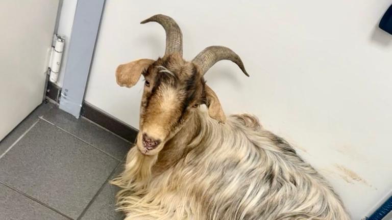 Ziegenbock rastet in Tankstelle