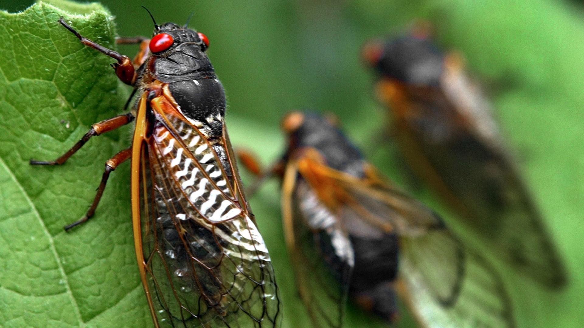 Zikaden auf Blatt