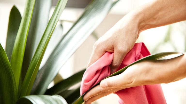Zimmerpflanze abwischen