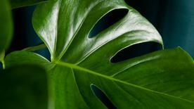 Big leaves of Monstera plant