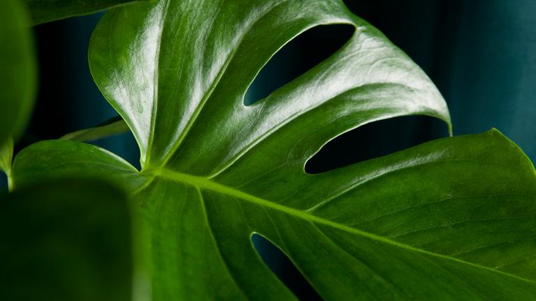 Großes Blatt einer Monstera Pflanze