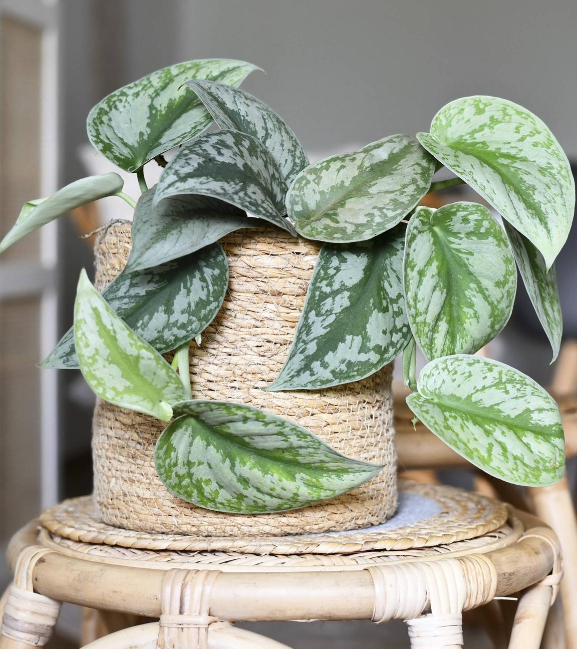 Efeutute steht auf einem Hocker in einem Wohnzimmer.