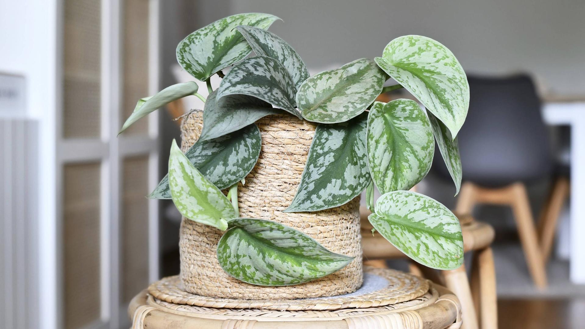 Efeutute steht auf einem Hocker in einem Wohnzimmer.