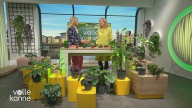 Anja Koenzen und Nadine Krüger im "Volle Kanne"-Studio; um sie herum stehen Pflanzen