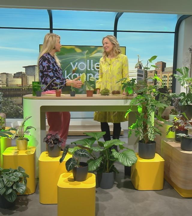 Anja Koenzen und Nadine Krüger im "Volle Kanne"-Studio; um sie herum stehen Pflanzen