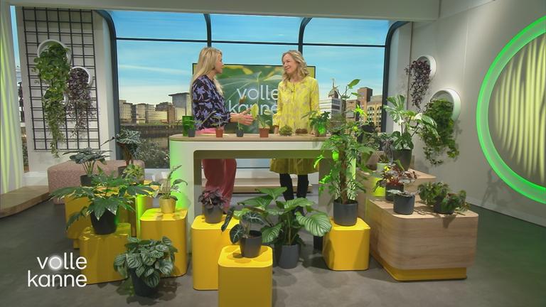 Anja Koenzen und Nadine Krüger im "Volle Kanne"-Studio; um sie herum stehen Pflanzen