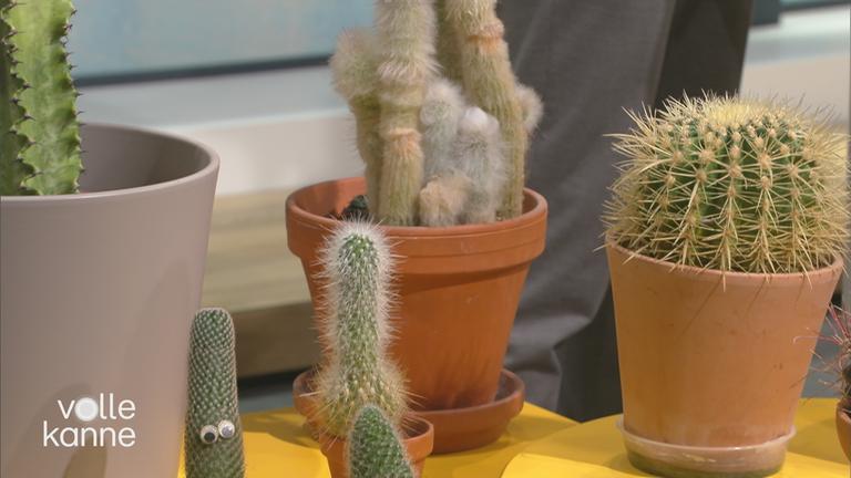 Mehrere Kaketeen auf einem Tisch.