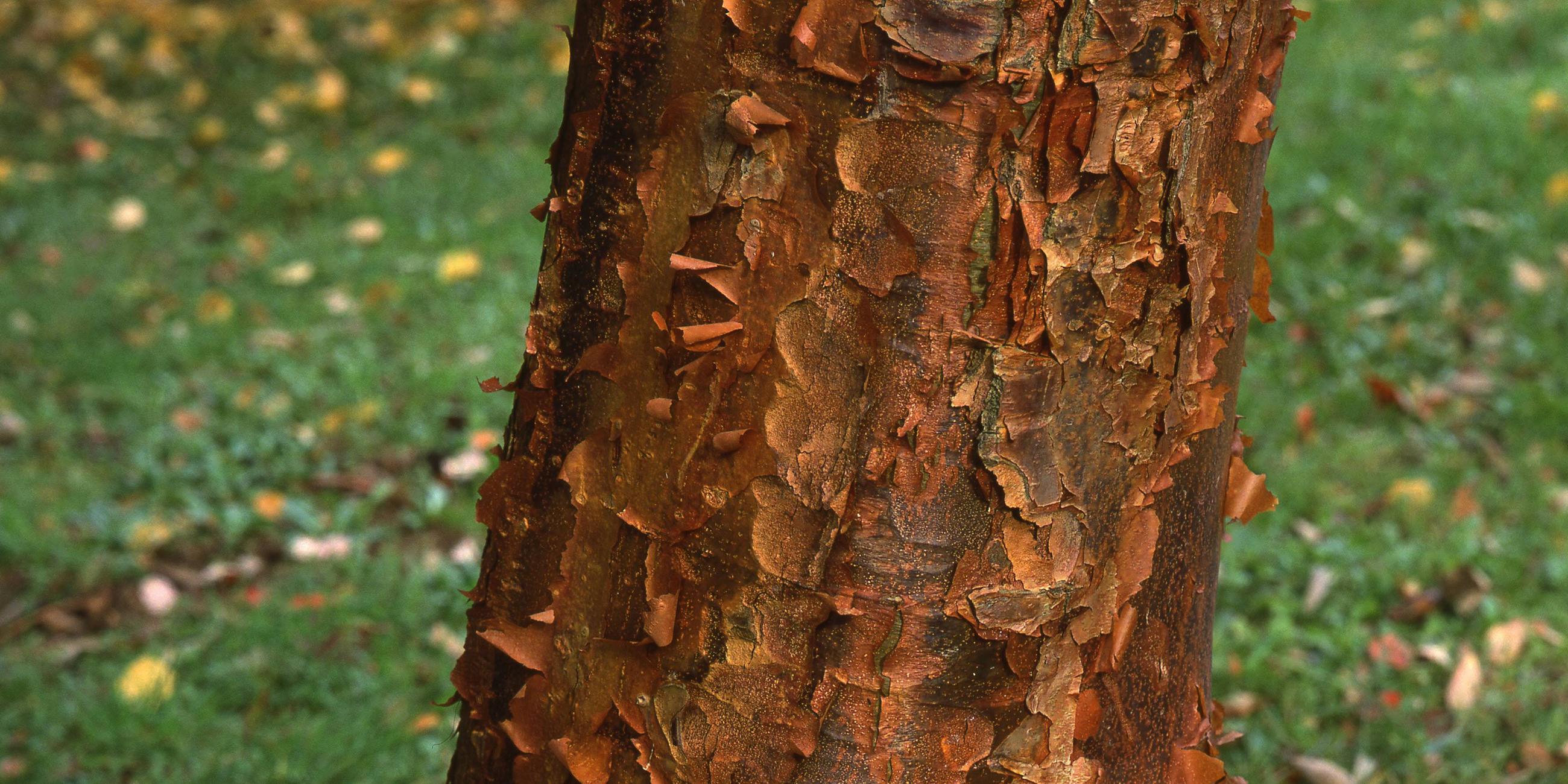 Zimt-Ahorn (Acer griseum)