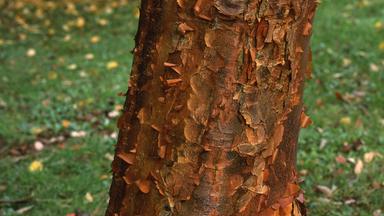 Zimt-Ahorn (Acer griseum)