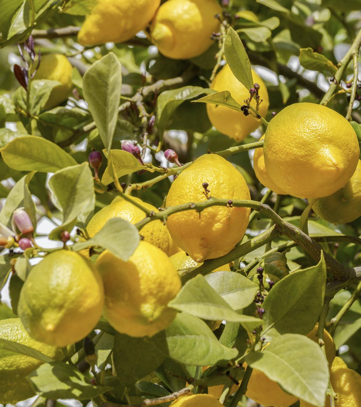 Frische Zitronen hängen an einem sonnenbeschienenen Zitronenbaum.