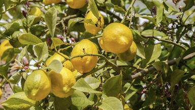 Zitruspflanzen richtig pflegen