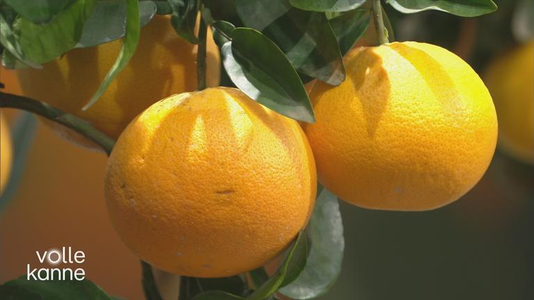 Wie pflegt man Zitruspflanzen richtig?