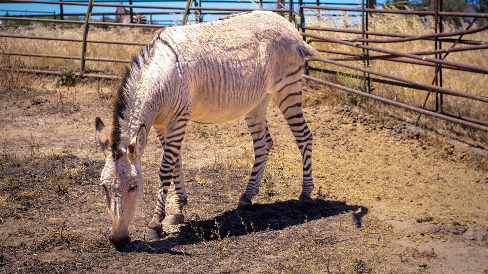 Zonkey