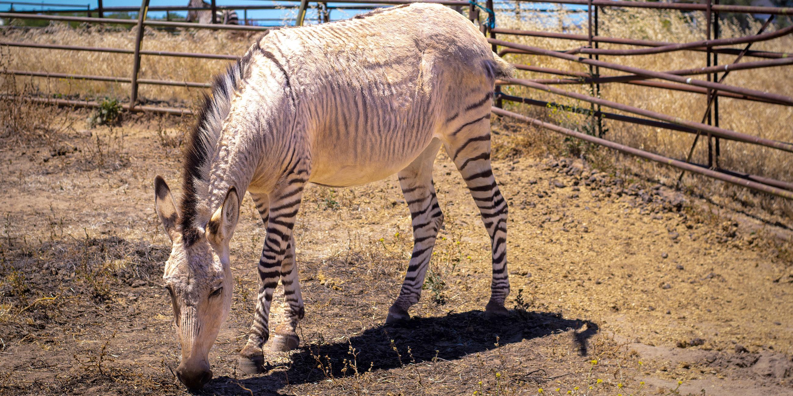 Zonkey