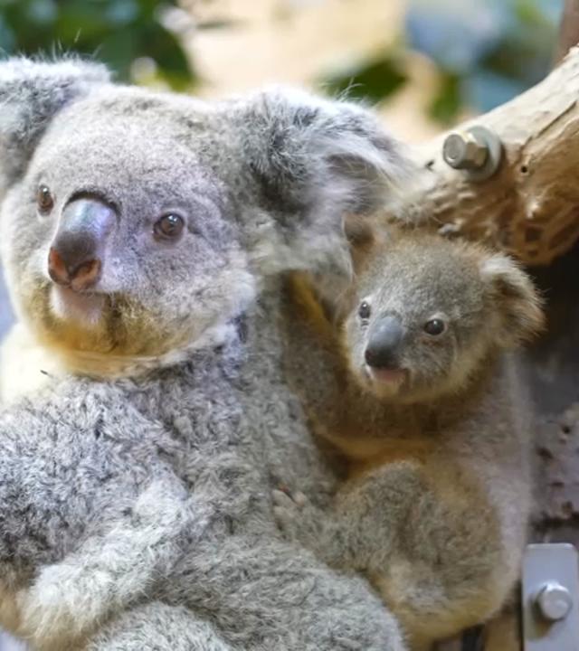 Das Koala-Baby klammert sich auf dem Rücken seiner Mutter fest.