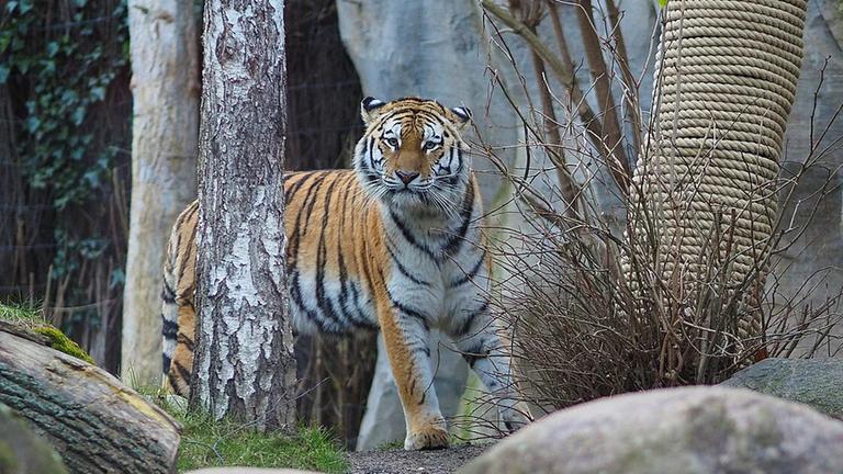Amurtigerin Yushka aus dem Zoo Leipzig