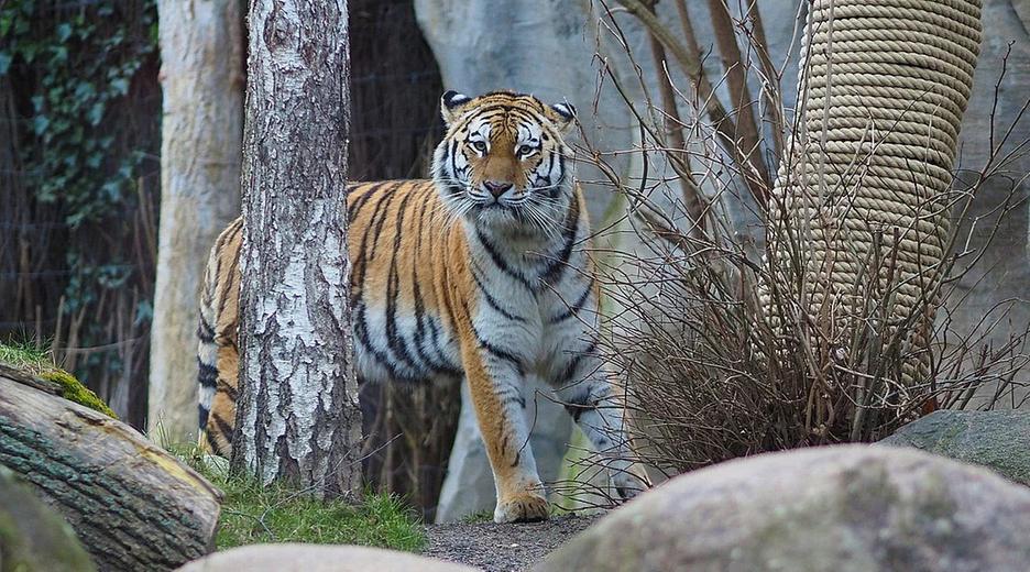 Amurtigerin Yushka aus dem Zoo Leipzig