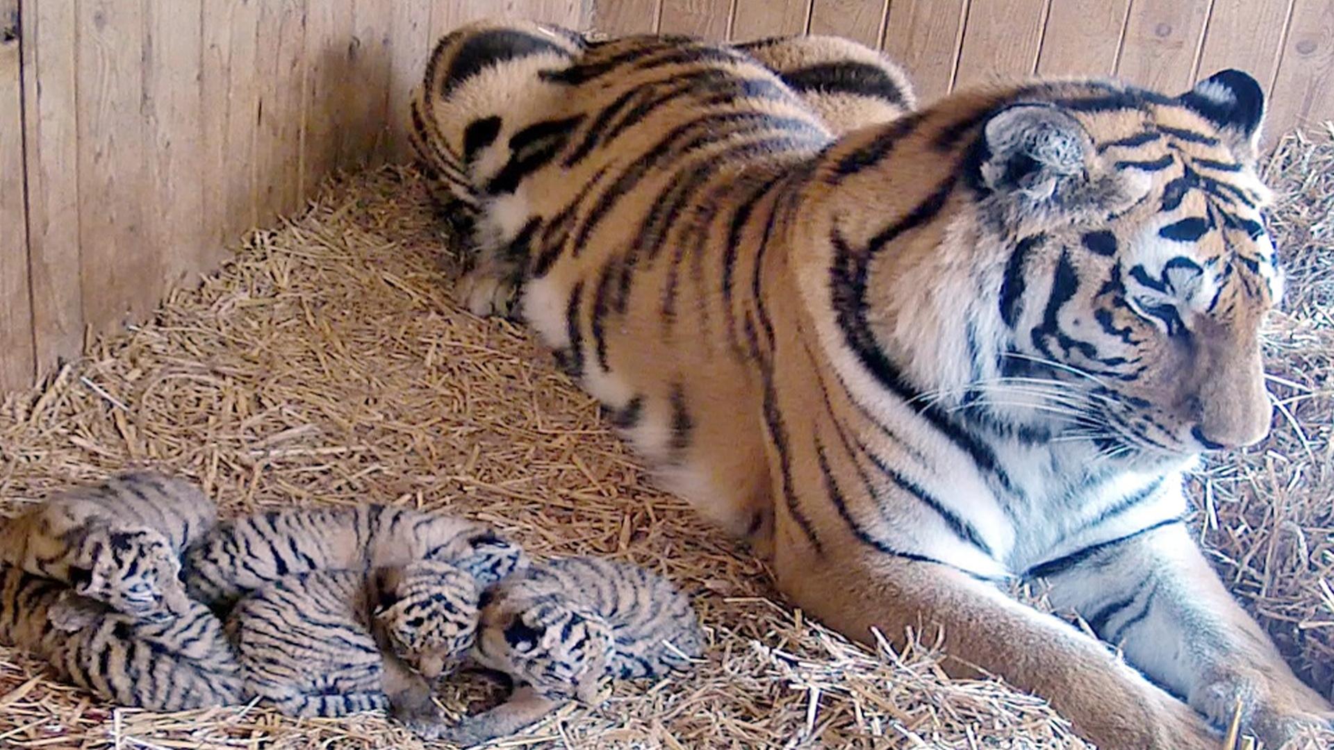 Die Sibirische Tigerin Stormi liegt neben fünf Tigerbabys