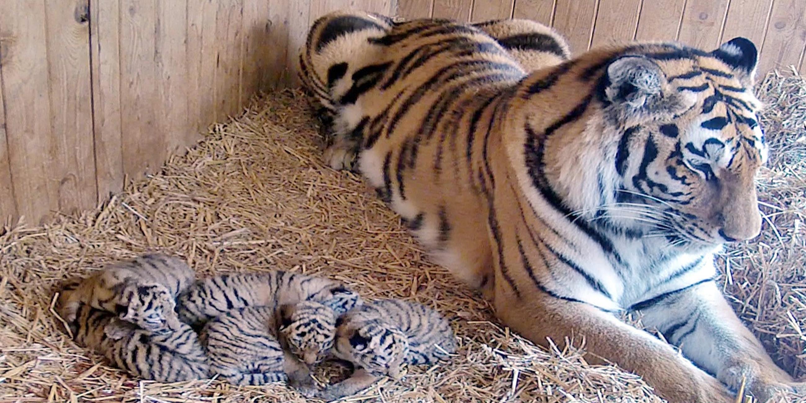 Die Sibirische Tigerin Stormi liegt neben fünf Tigerbabys