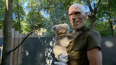 Der Zoopfleger hält einen Koala auf dem Arm