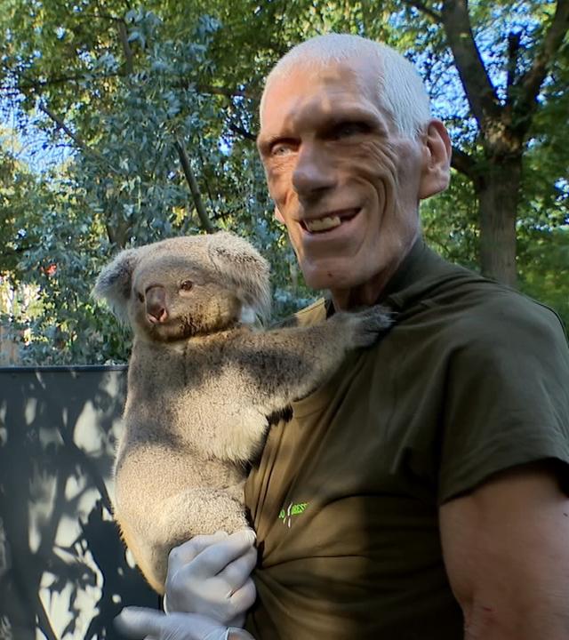 Der Zoopfleger hält einen Koala auf dem Arm
