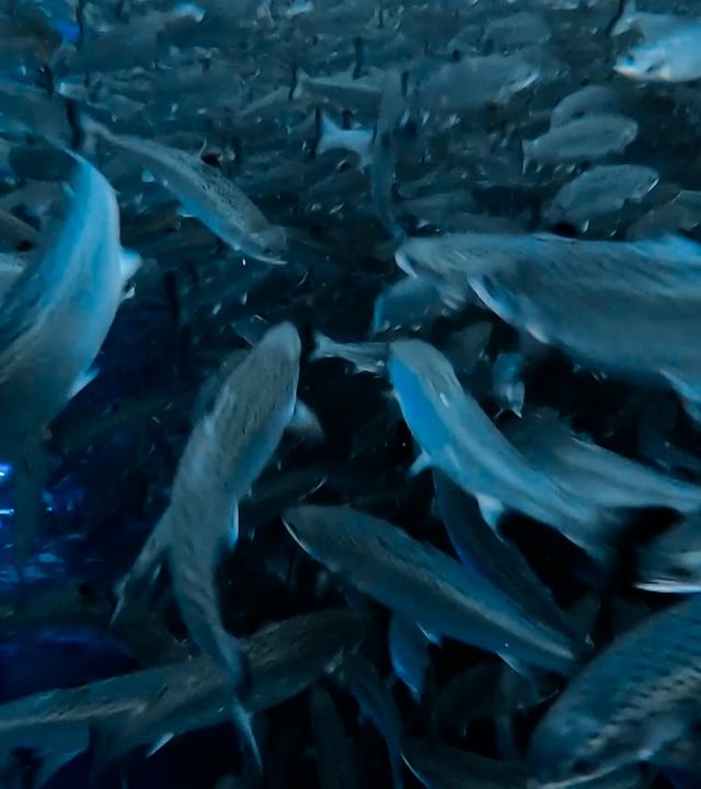 Ein Becken voller Fische die wild umher schwimmen.