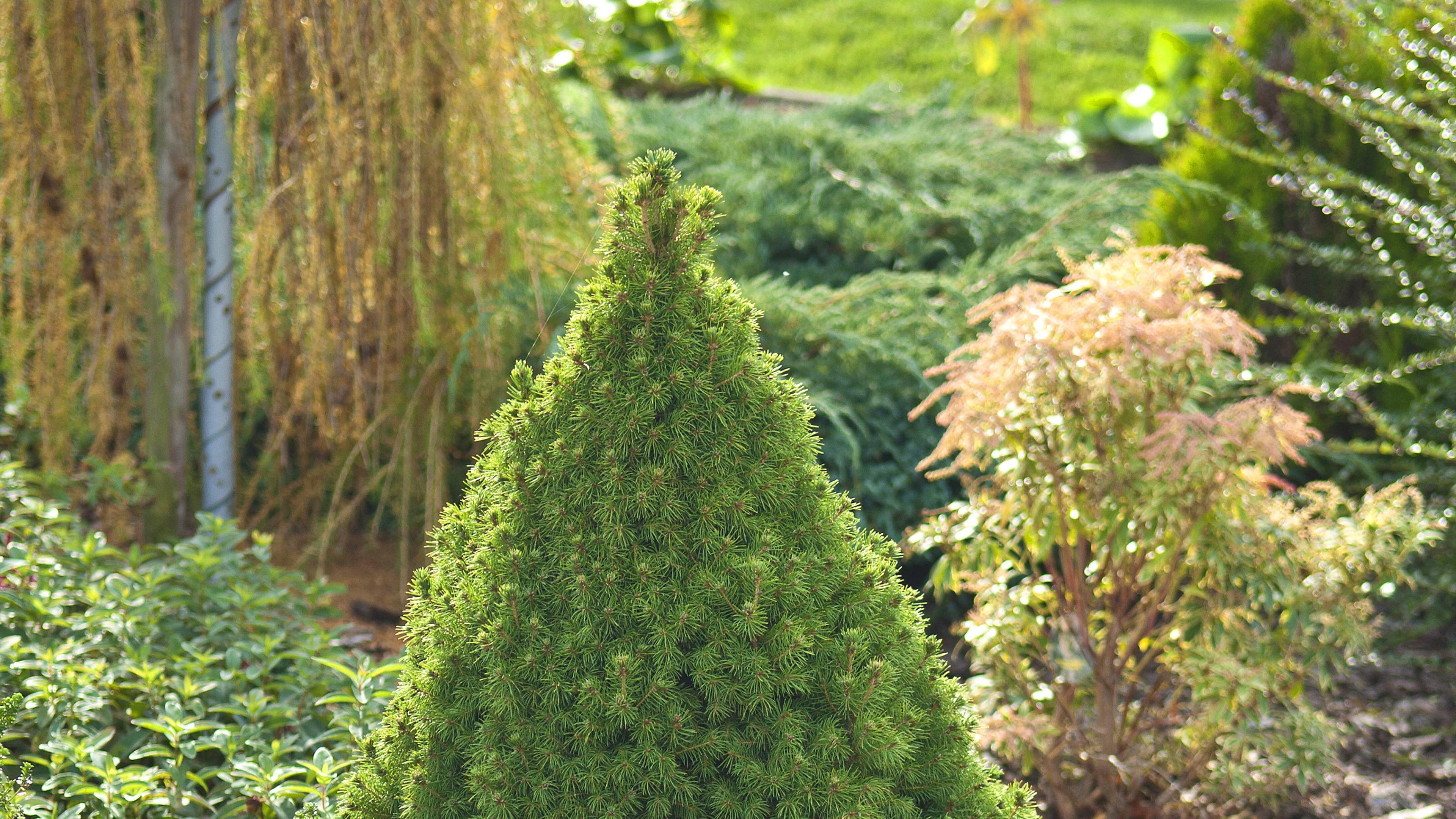 Zuckerhut-Fichte (Picea glauca ‚Conica‘)