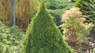 Zuckerhut-Fichte (Picea glauca ‚Conica‘)
