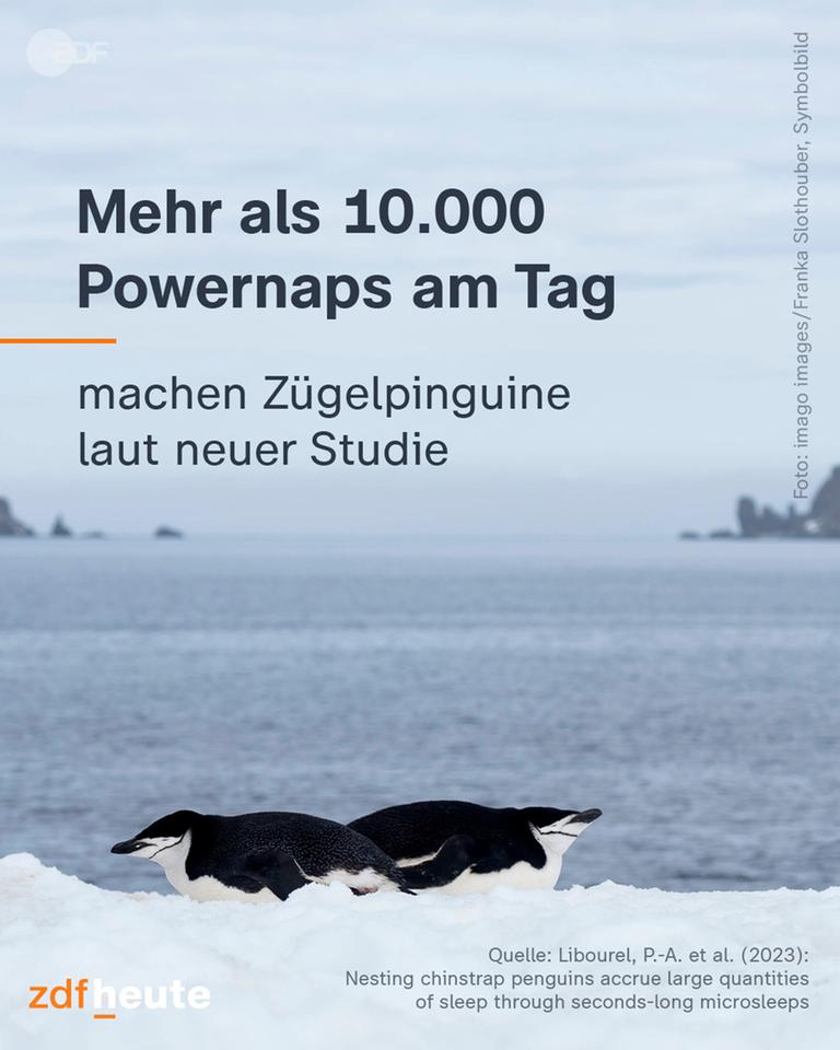 Zügelpinguine auf dem Bauh rutschend