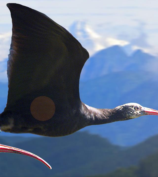 Zugvögel - Kampf ums Überleben 