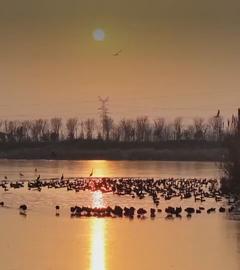 Zugvögel in Ostchina