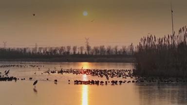 Zehntausende Zugvögel rasten in Ostchina