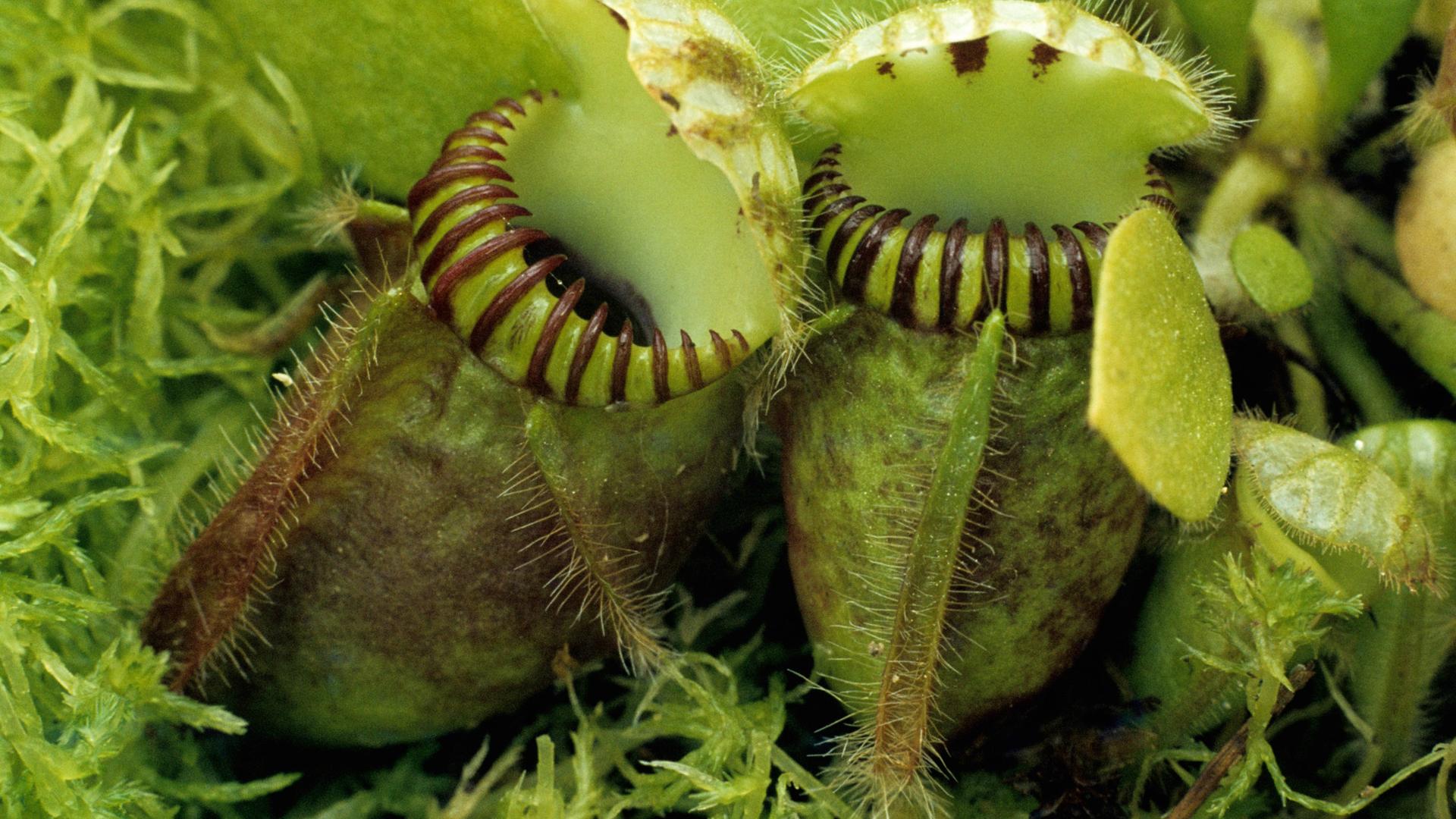 Zwergkrug - fleischfressende Pflanze