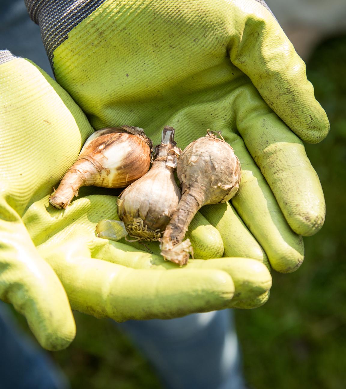 Eine Person hält drei Blumenzwiebeln in der Hand.