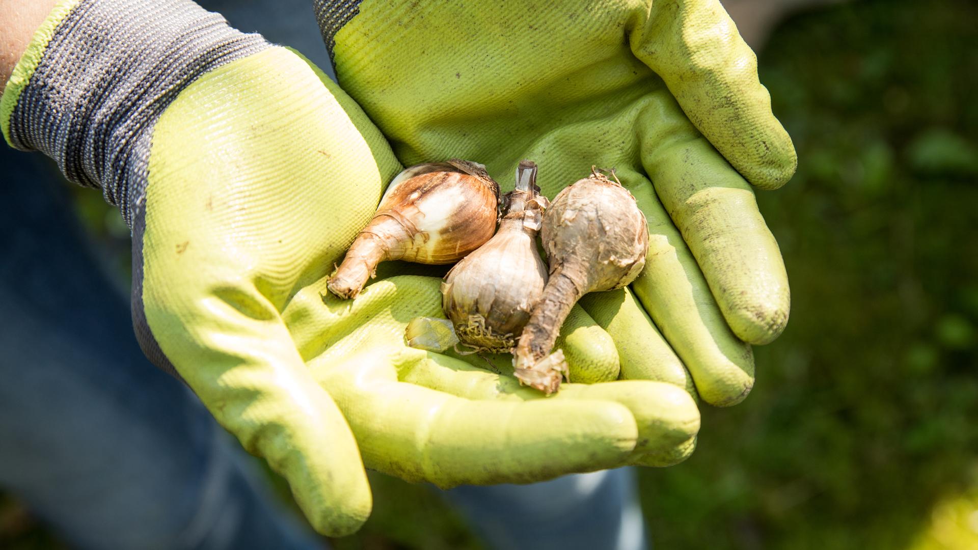 Eine Person hält drei Blumenzwiebeln in der Hand.